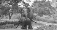 Viral Video: Mother Elephant Helps Struggling Calf, Moves Internet