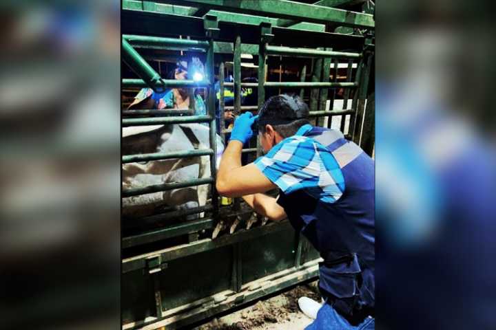 Jalisco se mantiene libre de Gusano Barrenador del Ganado