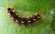 Be careful doing fall yard work to avoid this rash 