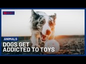 Dogs Can Be Addicted To Toys, New Research Confirms