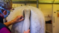 Owners urged to take action after ‘significant’ increase in strangles cases