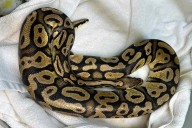 In-N-Out Employee Discovered a Python in the Drive Through