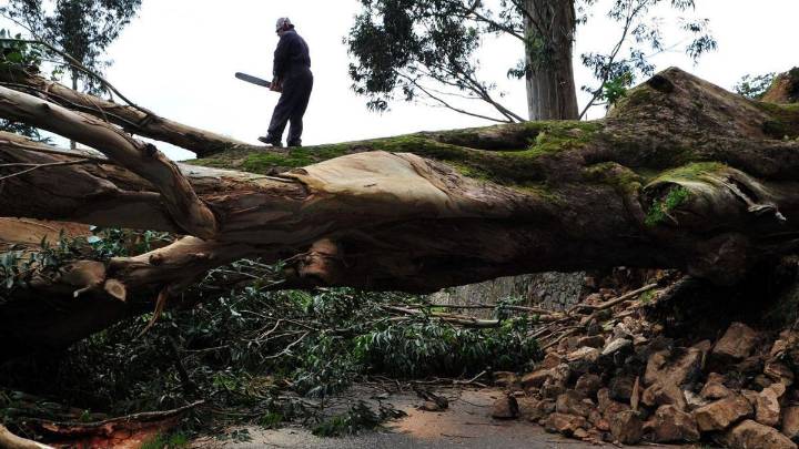 La Xunta cursa casi 25 multas al mes por incumplir la moratoria del eucalipto