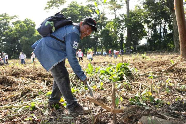 Tabasqueños protagonistas de la Jornada de Reforestación; “sembrar es regalar vida”, afirman