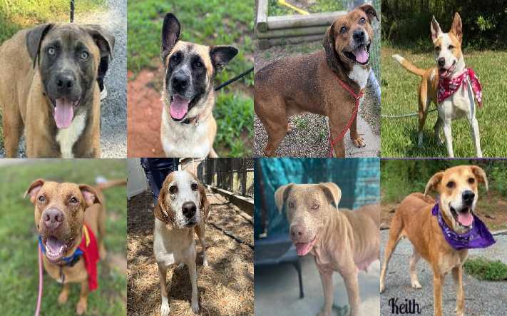 Midlands Pup Shots! October 15