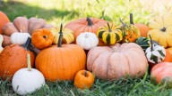 The Simple DIY That Turns Old Pumpkin Decor Into A Unique Planter