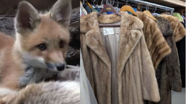 Ontario theatre companies donate vintage furs to animal rehab centres