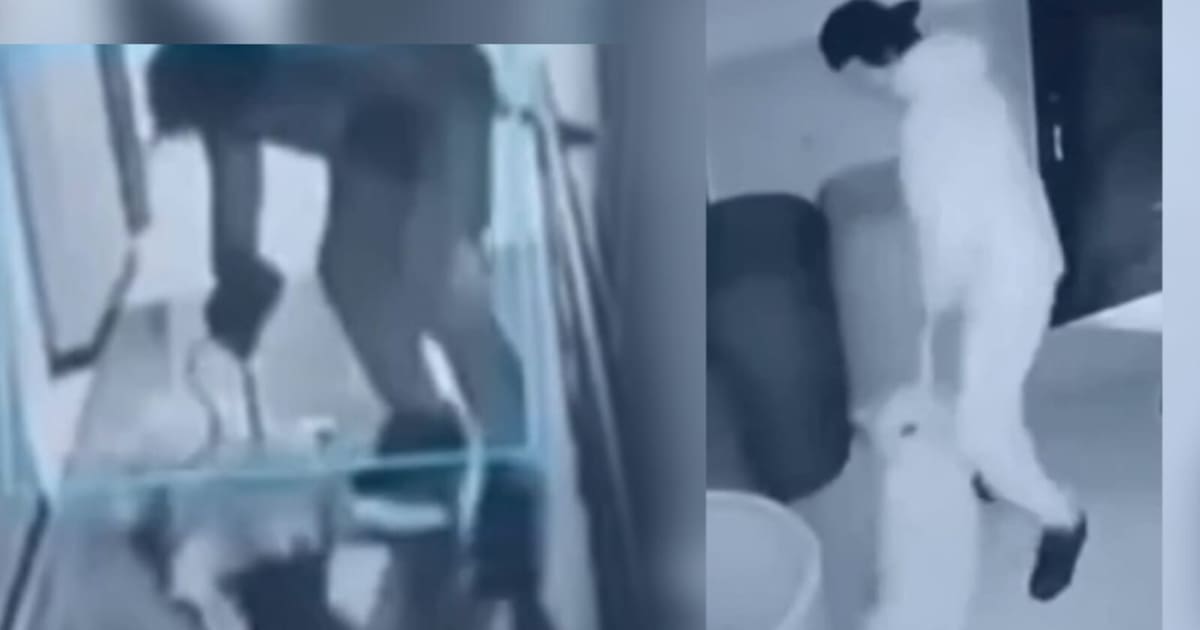 Maltrato animal en Bogotá: hombre golpeó brutalmente a su perro golden retriever en Usaquén