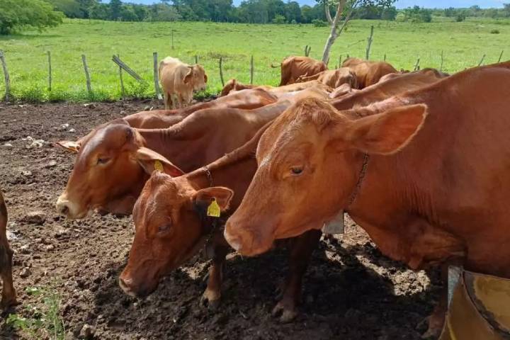 Reportan 71 nuevos casos de gusano barrenador en Yucatán: Suman 658
