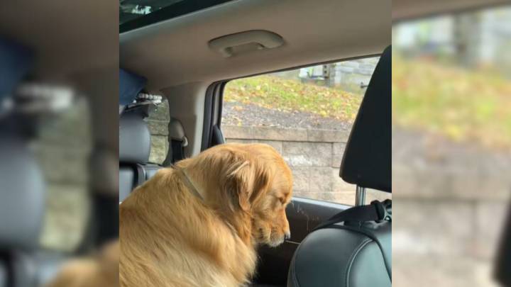 Golden Retriever From Massachusetts Goes Viral For His Exhausted Reaction Once Wedding Finally Ended