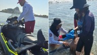 Rescatan a delfín varado en la Isla de Piedra