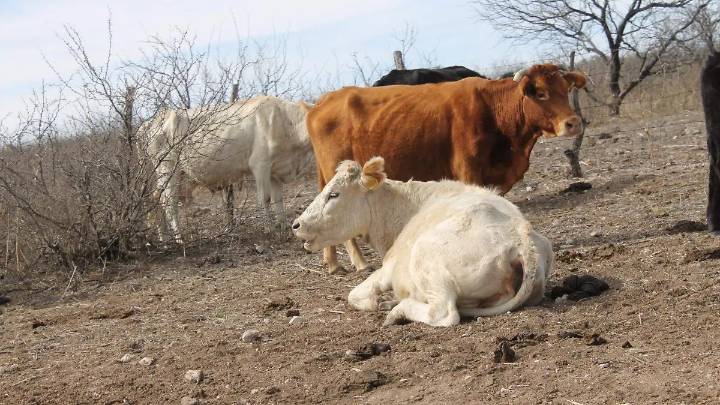 Ganaderos mantienen la esperanza en el invierno para contener plaga del gusano barrenador