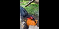 Hungry hornbill carves Halloween pumpkin masterpiece at Zoo Boise in Idaho