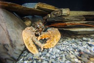 Claws for thought: The world leading crustacean conservation charity that is saving our lobsters