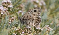 Un 10 % de abejas silvestres y un 15 % de mariposas en Europa, en peligro de extinción