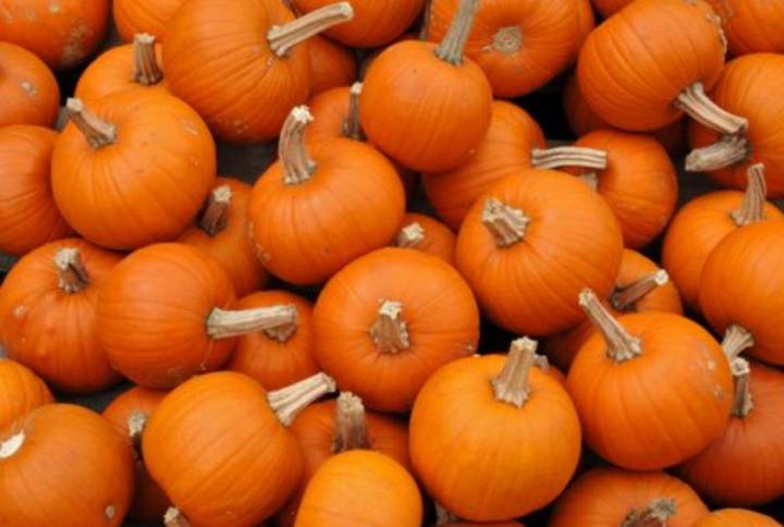 How Many Pumpkins Does Illinois Grow? Enough For 8 Billion Lattes