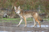 Bergen County coyote attack leaves two injured
