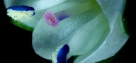 Del polen a los tardígrados: las imágenes microscópicas más asombrosas del concurso Nikon 2025