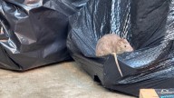 Harlem residents blame neglect for rat surge