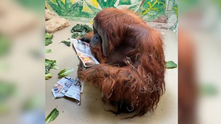 Beloved orangutan Tombak passes away at Memphis Zoo