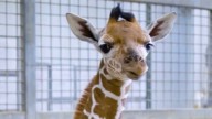 Dallas Zoo celebrates arrival of a health male giraffe