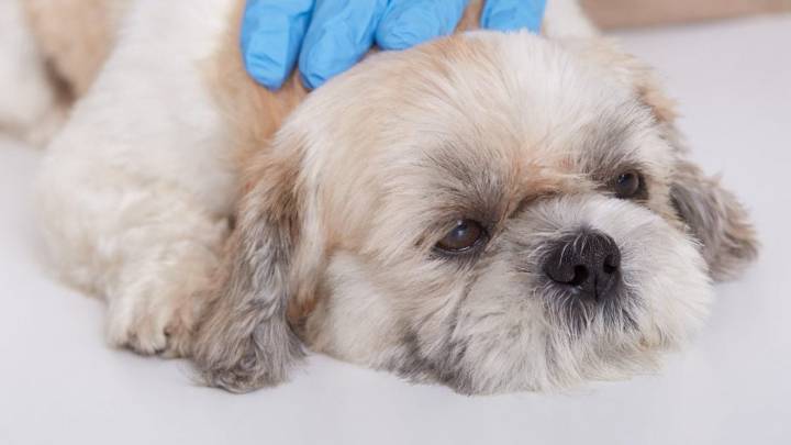 ¿Cuáles son los síntomas del parvovirus canino?