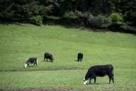 Expensive beef pinches Clark County businesses as well as consumers