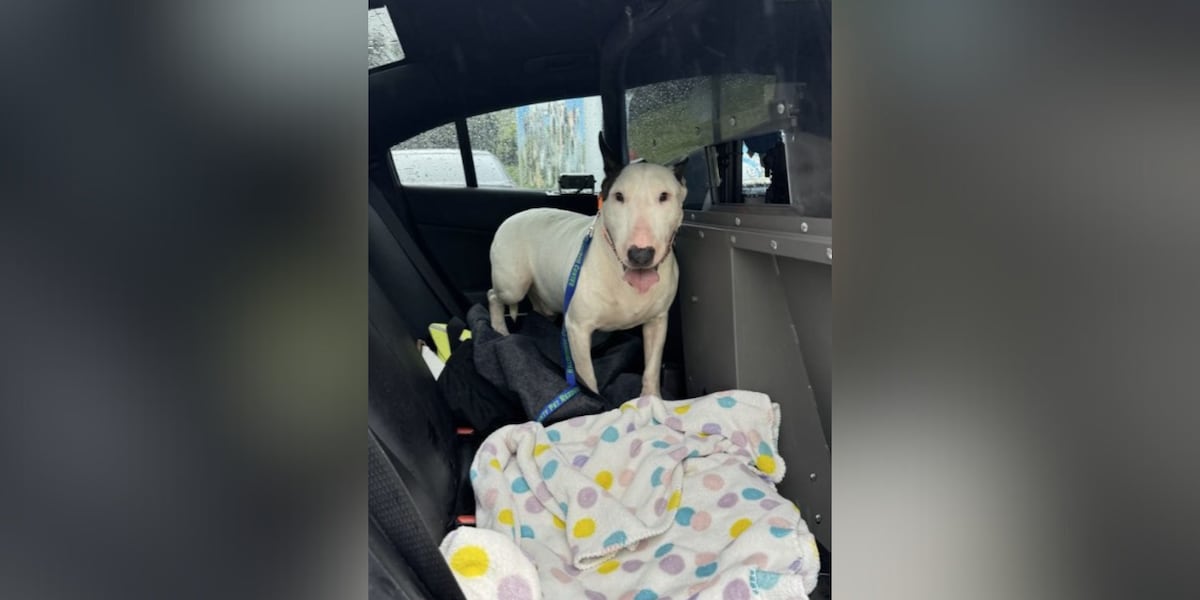 Charges dropped against Florida man accused of tying up, abandoning dog during Hurricane Milton