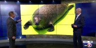 3 BRILLIANT MINUTES: How seals outsmart fish