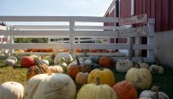 Big demand for pumpkin patches has farms, pop-up events prepared to deliver