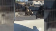A Good Samaritan From California Spotted A Litter Of Starving Puppies Wandering In The Desert And Decided To Help