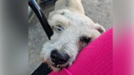 Conmueve en redes muerte de Haile, un perrito callejero que fue amigo de un motociclista durante 10 años