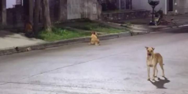 Lomas de Zamora: vecinos denuncian que una jauría ataca a otras mascotas durante la noche