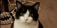Leigh’s Lost and Found Digital Extra: Woman reunites with missing cat after moving to Texas