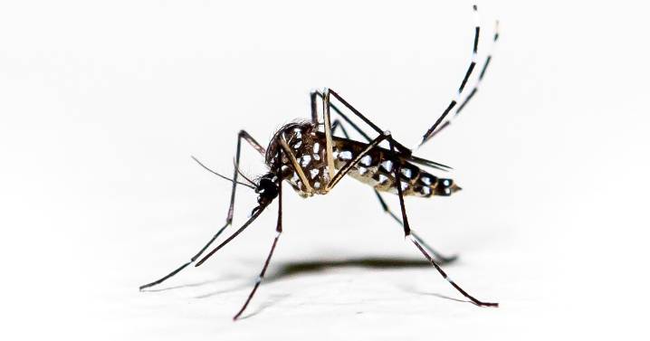 Pasadena confirms its first West Nile virus case of the year