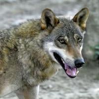 First wolf-dog hybrid confirmed in Greece