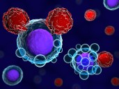 CAR T Cells Engineered with Fusion Proteins Improve Solid Tumor Response