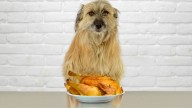 Qué hacer si tu perro come un hueso de pollo y cómo actuar a tiempo