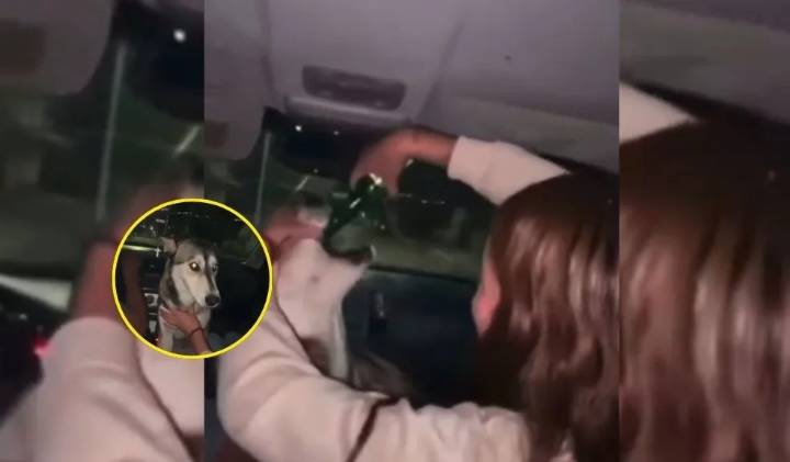Indignante: Desalmadas alcoholizaron a una perrita y presumieron el abuso en redes