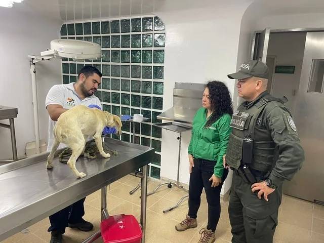 Autoridades rescatan perro víctima de maltrato en Génova gracias a denuncia ciudadana