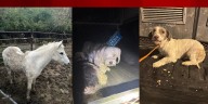 Blind pony, 30 dogs rescued from ‘devastating conditions’ in Fenton