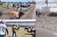 Video: Ganado suelto provoca caos vial en la México