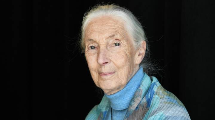 World-renowned wildlife advocate and chimp expert Jane Goodall dies aged 91
