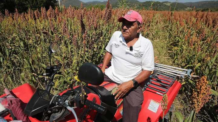 Azota crisis a productores de maíz y sorgo en Puebla: precios de venta no cubren costos de siembra
