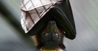 Increase in rabid bats in parts of Southern California prompts health warnings