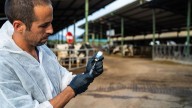 Galicia estudia ahora cerrar sus mercados de ganado para evitar la dermatosis nodular contagiosa