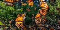 Michoacán espera aumento en la población de mariposas monarca para este 2025