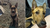 After Heartbreaking Loss Of Her Puppies, California Dog Becomes A Guardian For Orphans