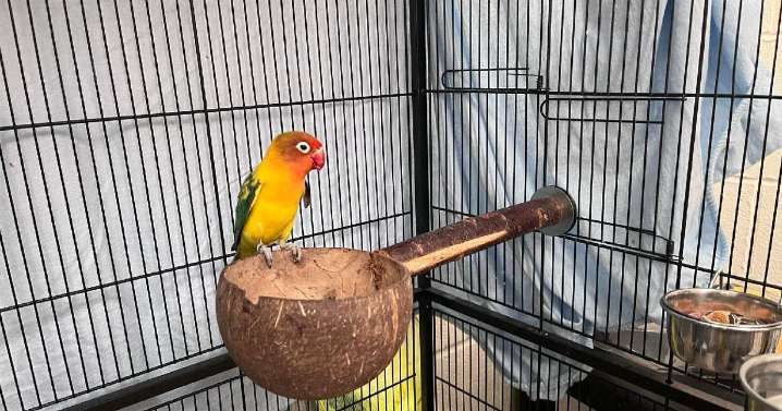 Aberdeen lovebird who lost his mate now searching for new home