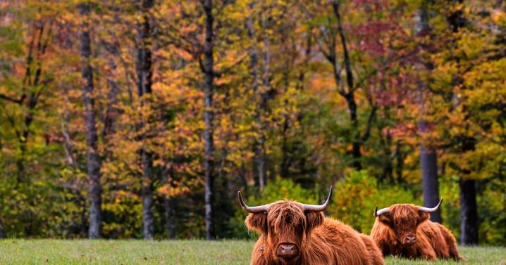 Drought mutes fall leaf-peeping season